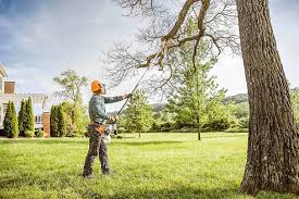 Best Storm Damage Tree Cleanup  in Omao, HI