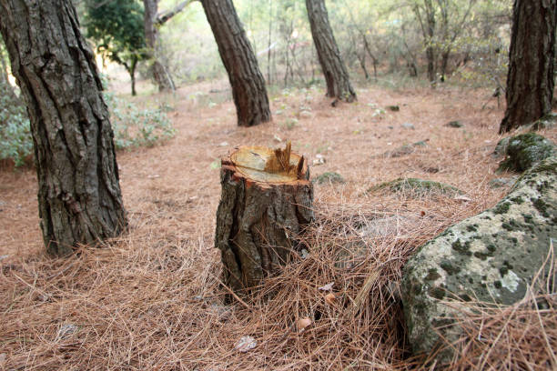 Best Residential Tree Removal  in Omao, HI