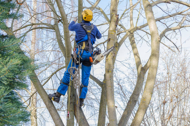  Omao, HI Tree Removal Services Pros