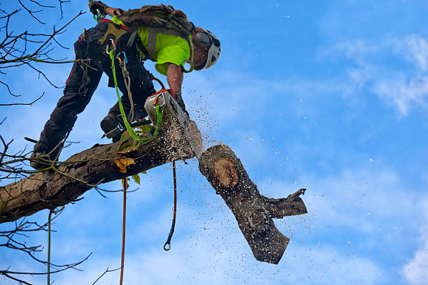 Best Residential Tree Removal  in Omao, HI